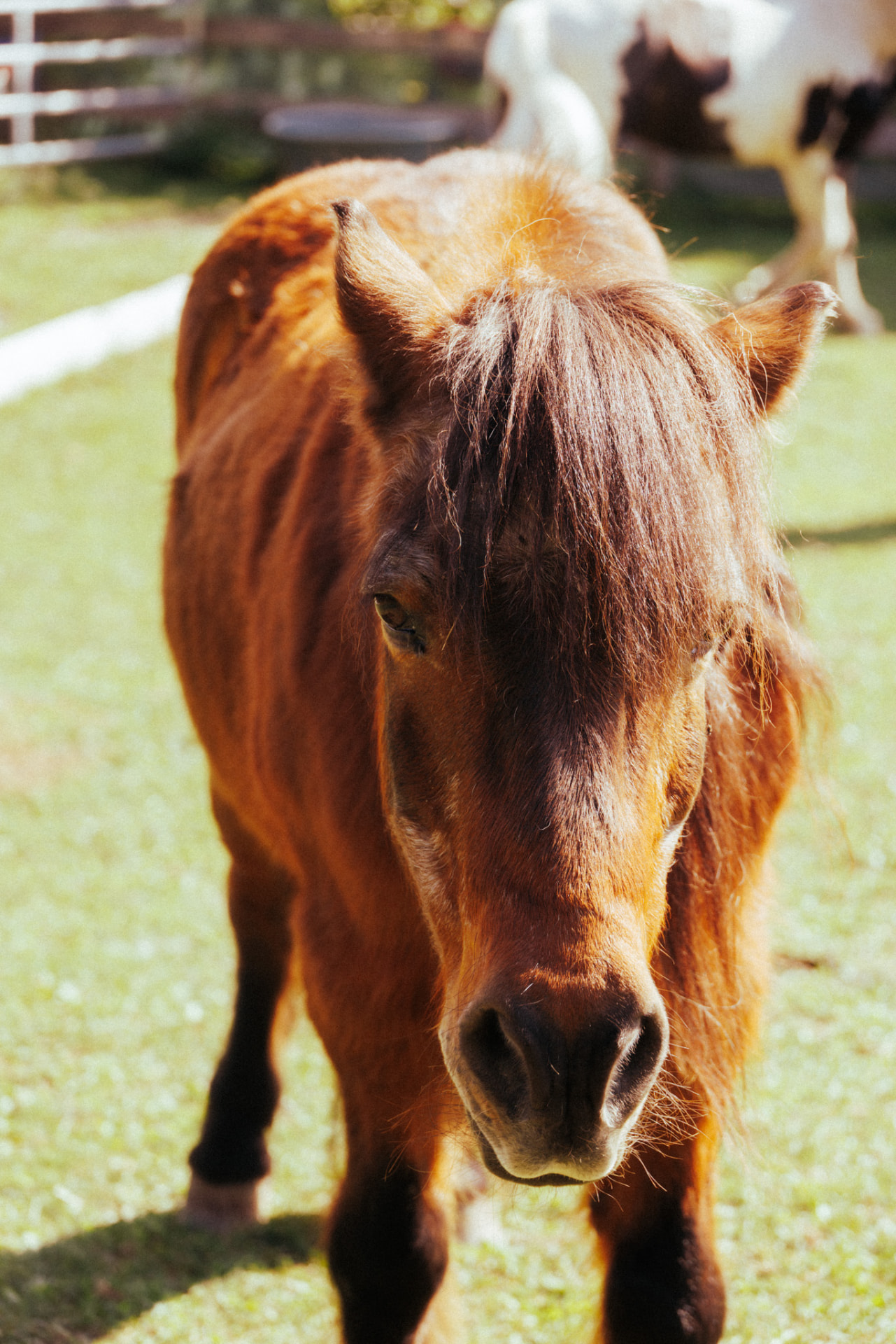 Nahaufnahme eines braunen Ponys mit dichter Mähne auf der Weide
