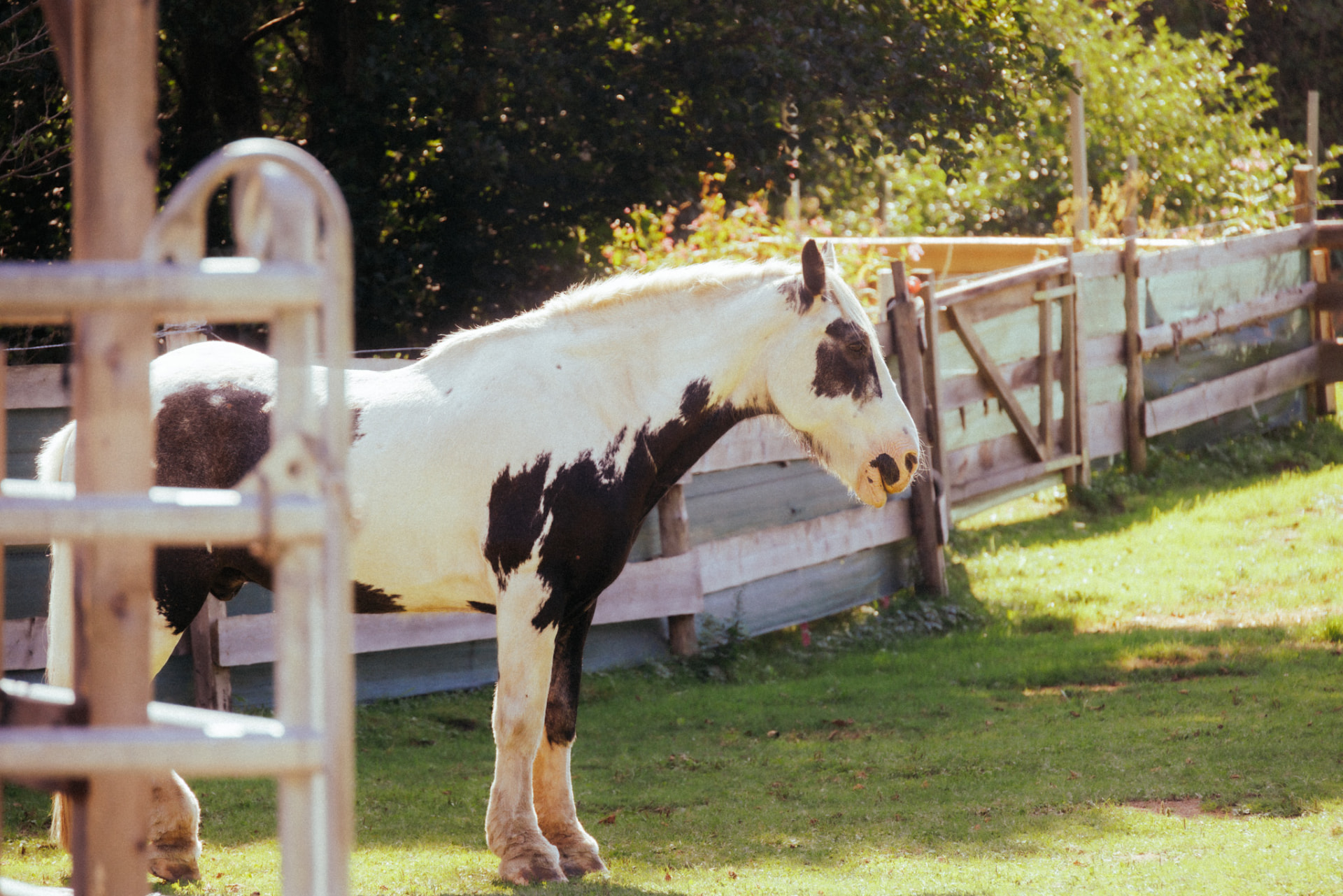 Geschecktes Pferd steht in der Sonne an der Koppel und blickt über den Zaun