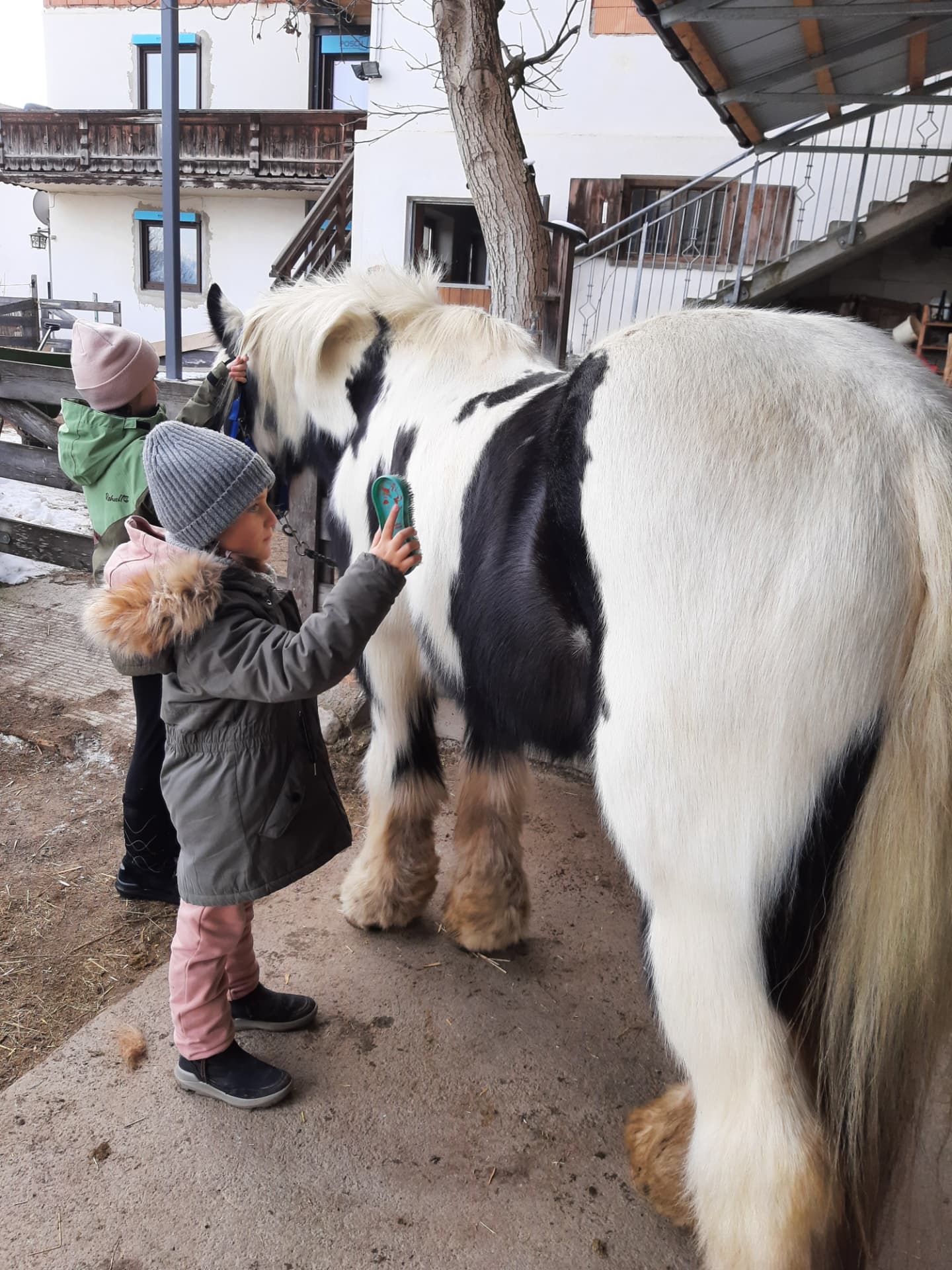 Kind putzt ein geschecktes Pferd im Winter