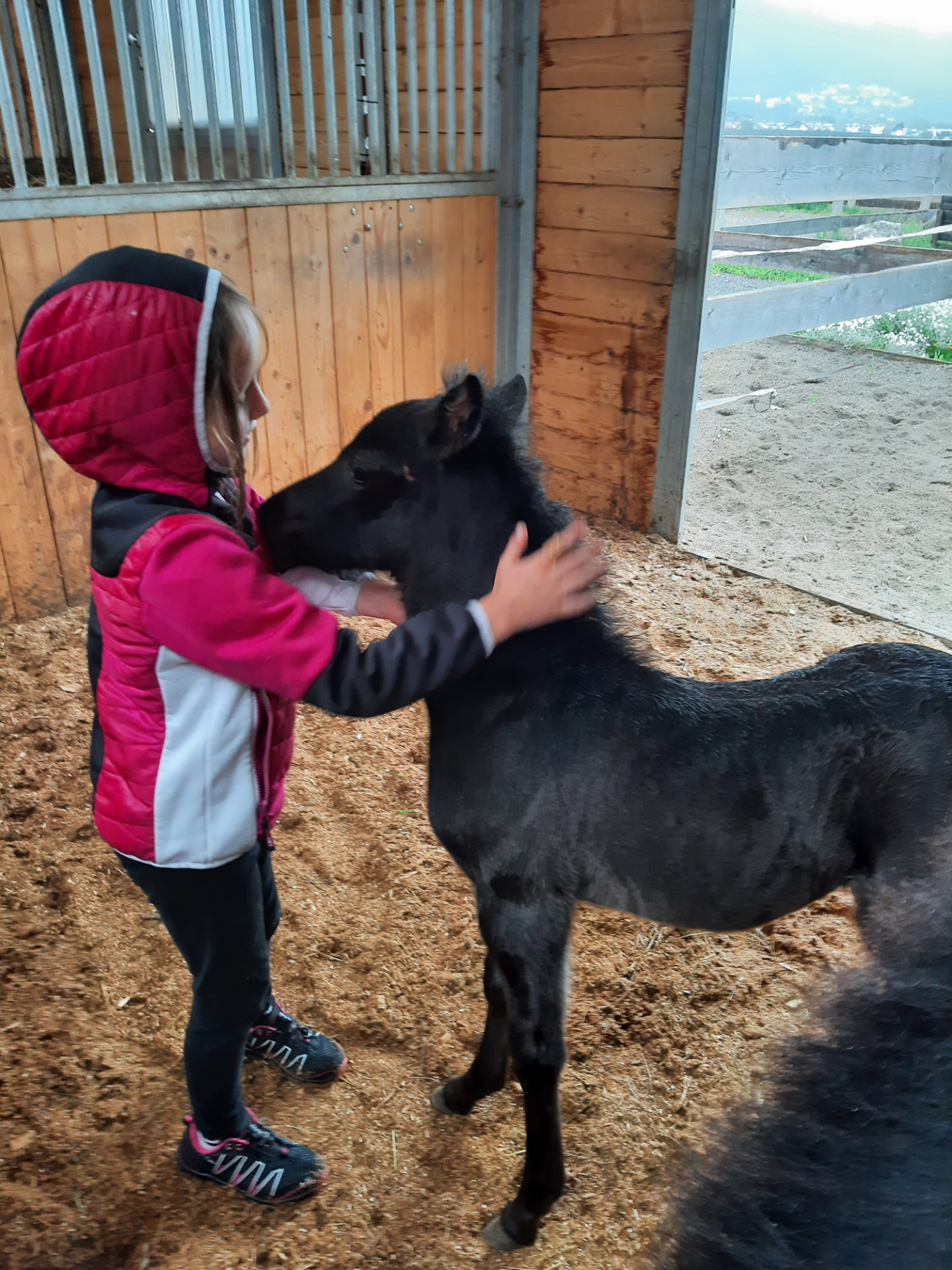 Kind streichelt ein schwarzes Fohlen im Stall